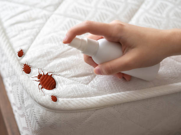 Best Local Pest Control Services  in Clarcona, FL